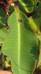 Pachycarpus asperifolius