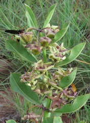 Pachycarpus asperifolius