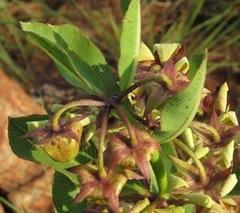Pachycarpus asperifolius