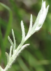 Helichrysum aureonitens