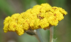 Helichrysum aureonitens