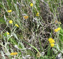 Helichrysum aureonitens