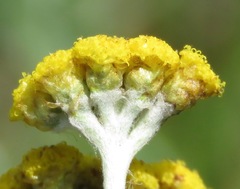 Helichrysum aureonitens