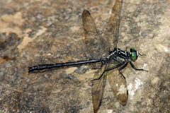 Stenogomphurus rogersi