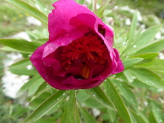 Paeonia officinalis