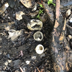 Tarzetta cupularis