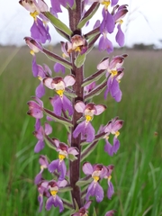Brachycorythis pubescens