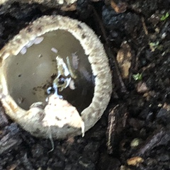 Tarzetta cupularis