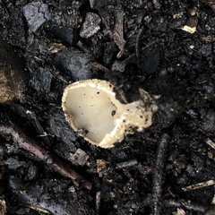 Tarzetta cupularis