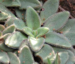 Craterostigma wilmsii