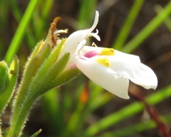 Craterostigma wilmsii