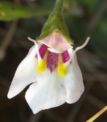 Craterostigma wilmsii