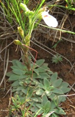 Craterostigma wilmsii