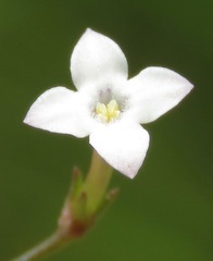 Oldenlandia herbacea