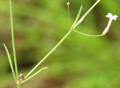 Oldenlandia herbacea
