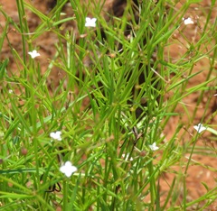 Oldenlandia herbacea