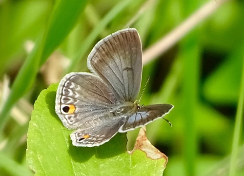 Common Smoky Blue