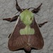 Greenbar Slug - Photo (c) Rich Hoyer, some rights reserved (CC BY-NC-SA), uploaded by Rich Hoyer