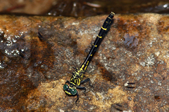 Stylogomphus albistylus