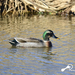 Mallard × Eastern Spot-billed Duck - Photo (c) 권경숙, some rights reserved (CC BY-NC), uploaded by 권경숙