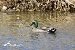 Anas platyrhynchos × zonorhyncha