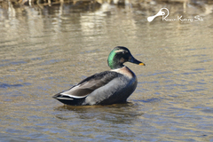 Anas platyrhynchos × zonorhyncha