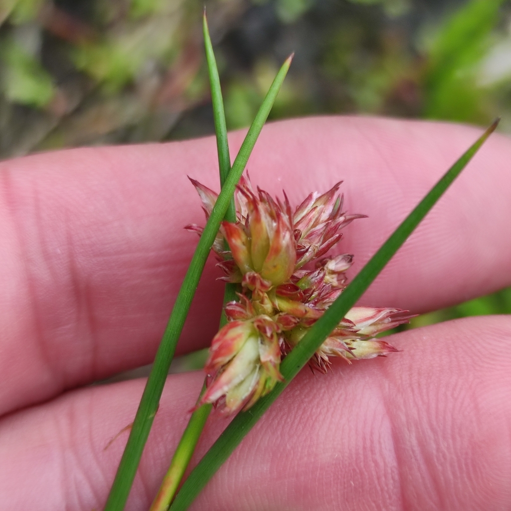 Liviinae