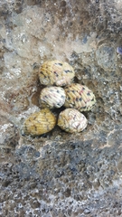 Nerita versicolor