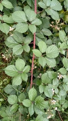 Rubus koehleri