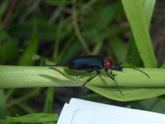 Dinoptera collaris