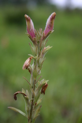 Schwalbea americana