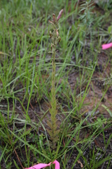 Schwalbea americana