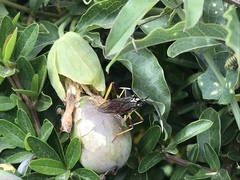 Holhymenia histrio