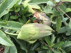 Holhymenia histrio