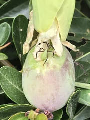 Holhymenia histrio