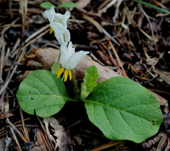Solanum pumilum