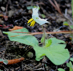 Solanum pumilum