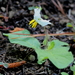 Dwarf Nightshade - Photo (c) Alvin Diamond, some rights reserved (CC BY-NC), uploaded by Alvin Diamond