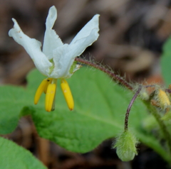Solanum pumilum