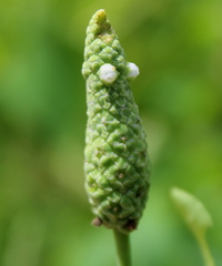 Sphenoclea zeylanica
