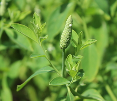 Sphenoclea zeylanica