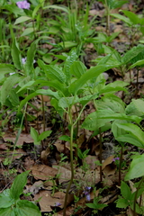 Croomia pauciflora