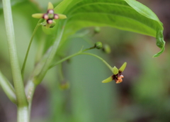 Croomia pauciflora