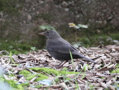 Turdus merula