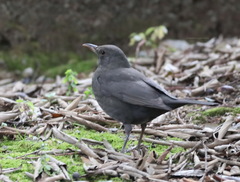 Turdus merula