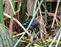 Gallinula galeata