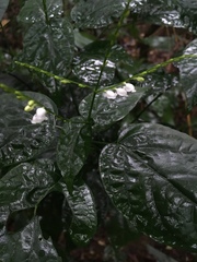 Leptostachya wallichii