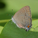 Eastern Banded Hairstreak - Photo (c) Diana-Terry Hibbitts, some rights reserved (CC BY-NC), uploaded by Diana-Terry Hibbitts