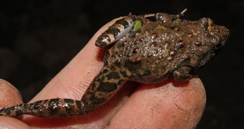 Natal Puddle Frog