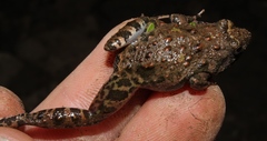 Snoring Puddle Frog photo 2
